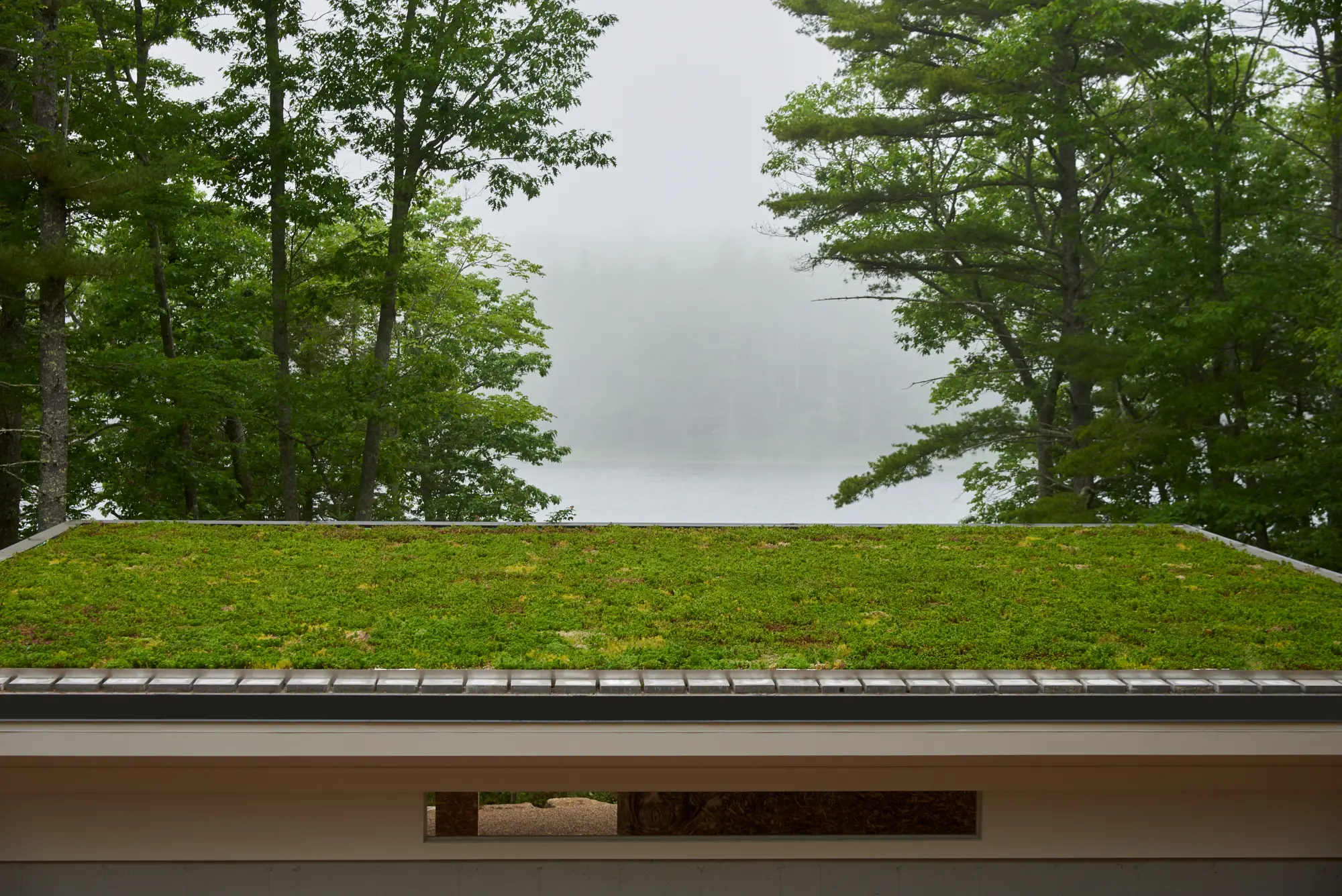 View of shrubbery and water