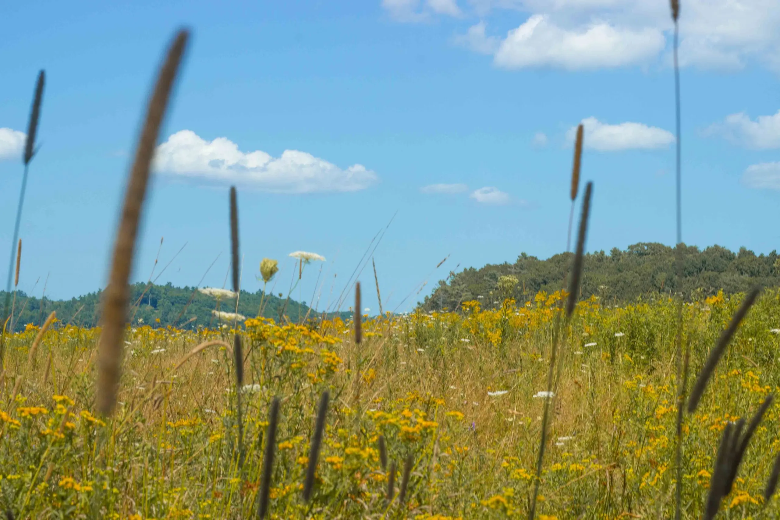 Fields at Knickerbocker Group gathering